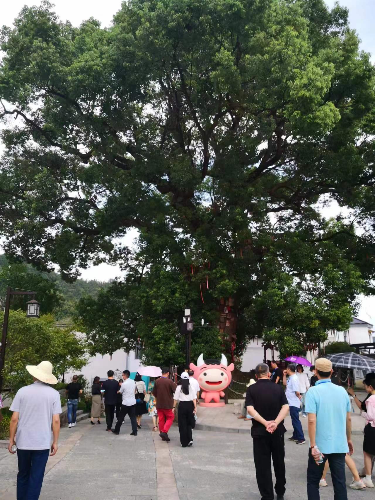 白牛村“牛”,海外华媒盛赞淘宝网红村——昌化白牛村-图片2
