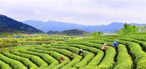 今春第1口鲜！海曙区第5届开茶节启动