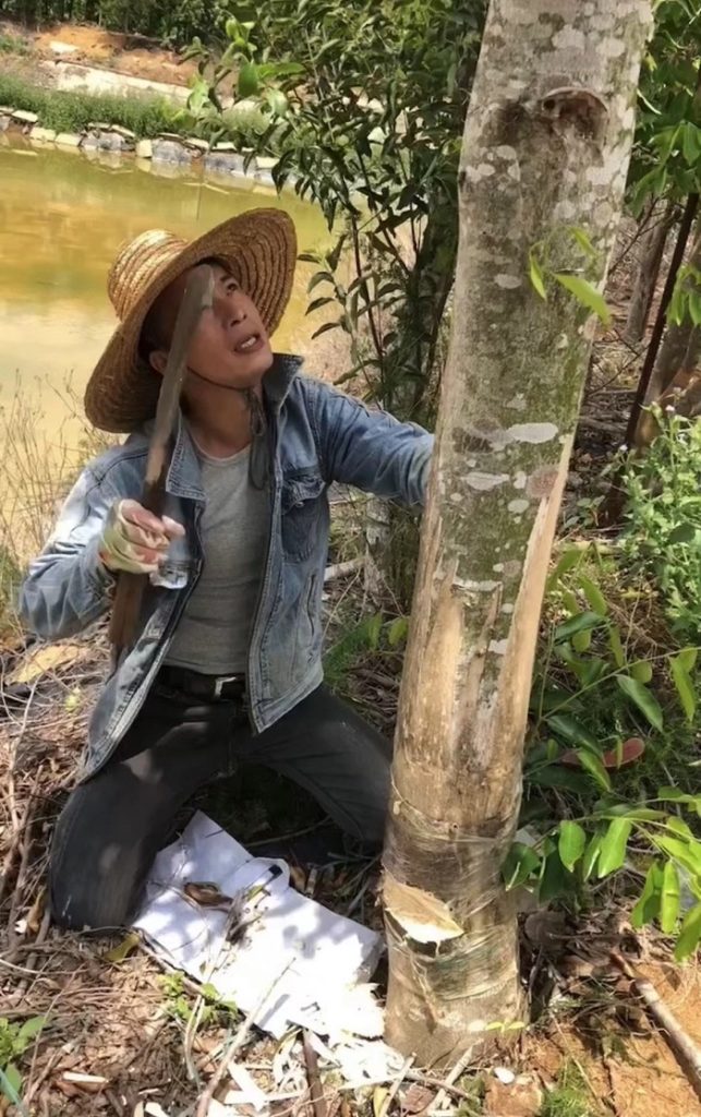 华文媒体中国沉香之乡考察行-图片18