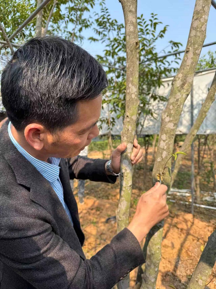 华文媒体中国沉香之乡考察行
