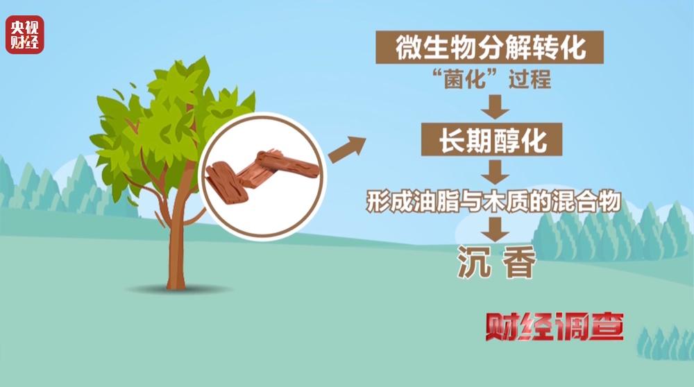以次充好、直接造假!假沉香也能拿证书!总台《财经调查》曝光沉香市场乱象→