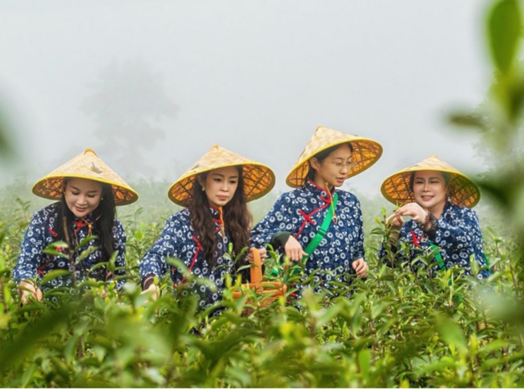洪紫千:福鼎白茶越老越值钱?-图片1