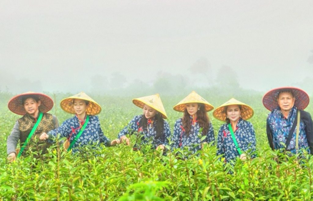洪紫千:福鼎白茶越老越值钱?-图片3