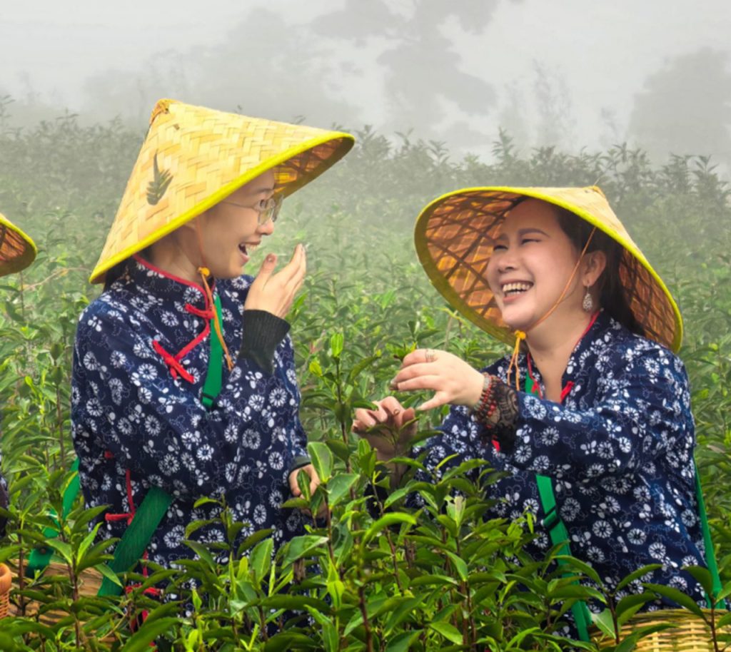 洪紫千:福鼎白茶越老越值钱?-图片5