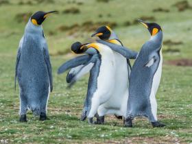 国王企鹅为争“女友”大打出手 互扇巴掌也是萌坏了!