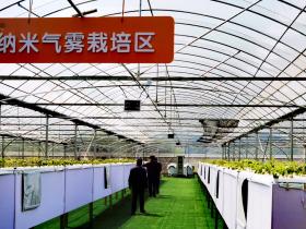 宁波胡陈土豆种在空气中,以乡村振兴引领农民共富