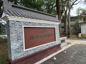 响山村:古树公园话沧桑