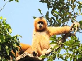 海南长臂猿IP形象设计大赛”正式启动