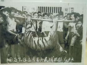 1957年:“华南虎”留在新会的最后踪迹