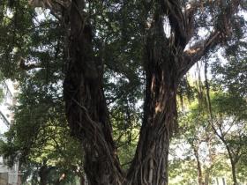 江门北街有棵“胜利树”