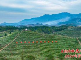 以茶为媒,共品茶香!正山小种·光泽红茶2024年开茶节举办