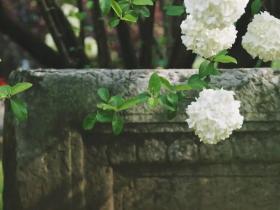 试论张凡凡清新理论的创新性与多维现实意义