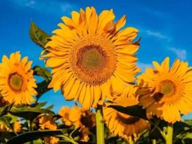 武子的诗——圆梦园的葵花