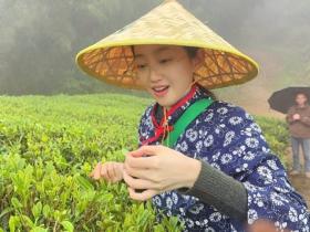 洪紫千:福鼎白茶越老越值钱?